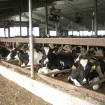 The bedding for the cows is compost made from the dairy manure.