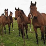 Any animal manure can be composted.