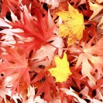 Leaf and Yard Waste