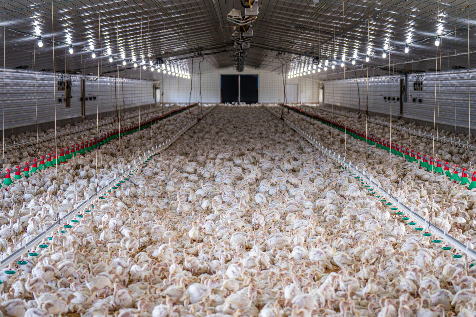 Chicken Litter Is No Longer a Liability — It’s a Revenue Opportunity